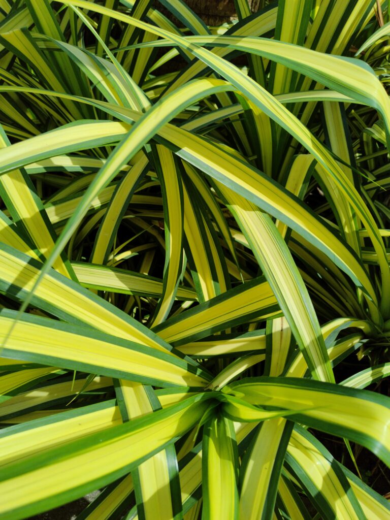 How Do Spider Plants Reproduce Asexually? 